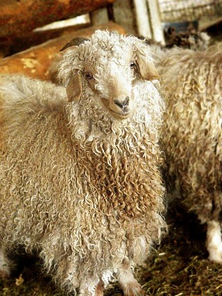 Copper a special doe of the herd