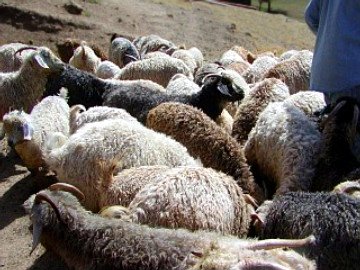 king bombi in his youth