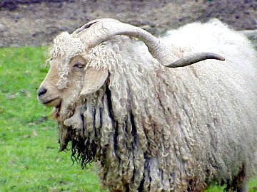 Herd Sire Willow