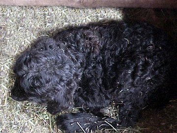 a little black angora goat kid of Singing Falls