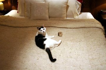 cat relaxing on the finished bed spread