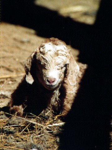 an angora goat kid just a day or two old 