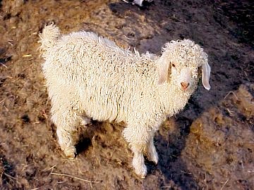 an angora goat kid just a day or two old