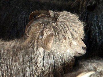 One of the most beautiful does of Singing Falls