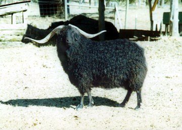 Zebby at Singing Falls when he was very old