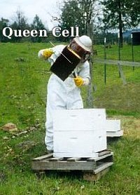 Queen cell discovered