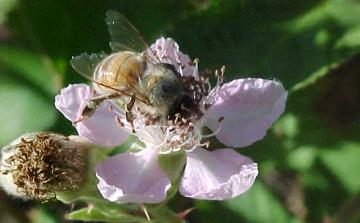 old bee with frayed wings on a blackberry blossom