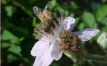 young bee with fresh wings on a blackberry blossom