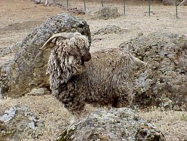 angora goat herd