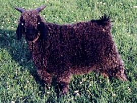angora goat herd