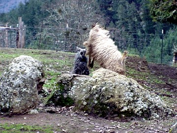 two bucks going at it