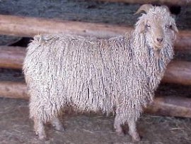 angora goat herd