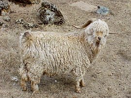 angora goat herd