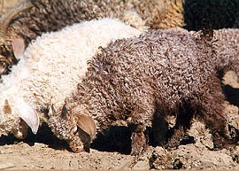 angora goat herd