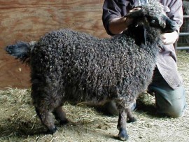 angora goat herd