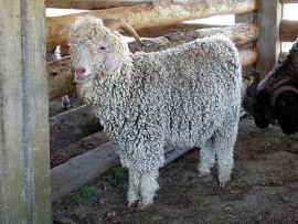 angora goat herd