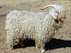 angora goat herd