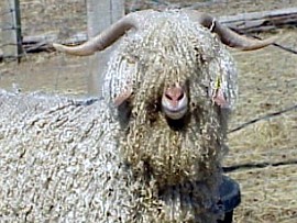 angora goat herd