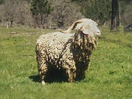 angora goat herd