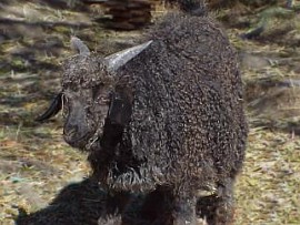 angora goat herd