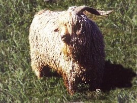 angora goat herd