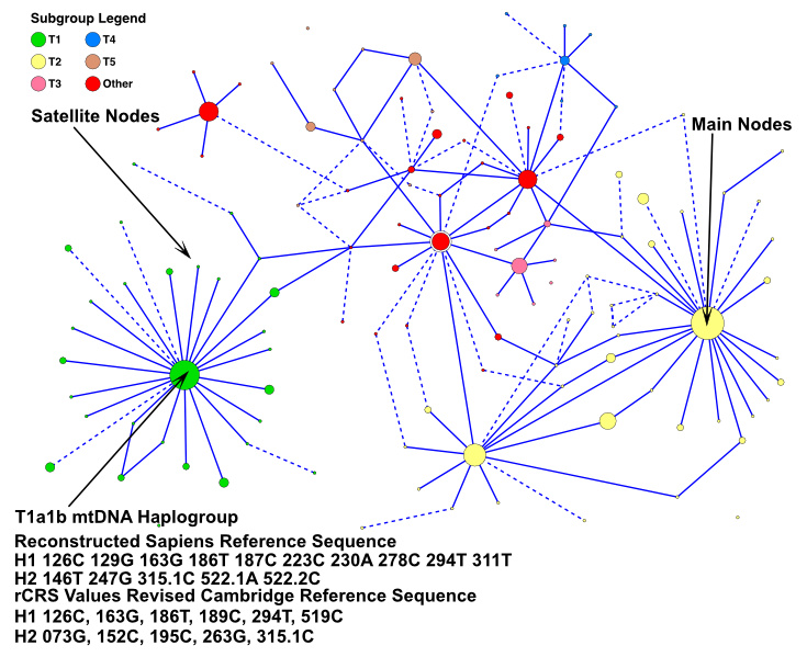 phylogenetic map