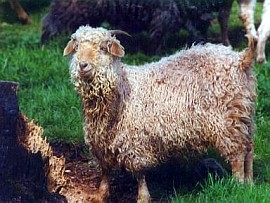 angora goat herd