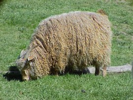 angora goat herd