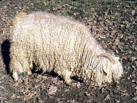 angora goat herd