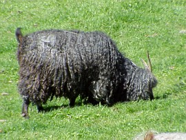 angora goat herd