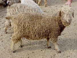 angora goat herd