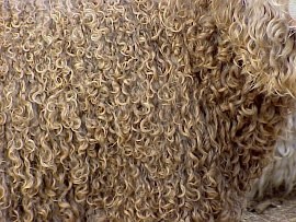 angora goat herd