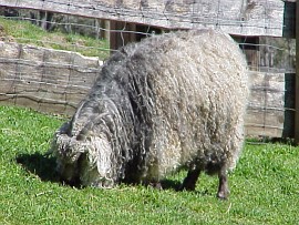 angora goat herd