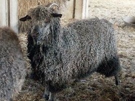 angora goat herd