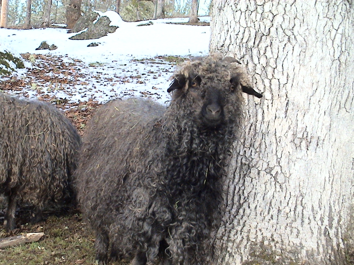 angora goat herd