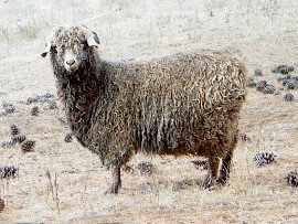 angora goat herd