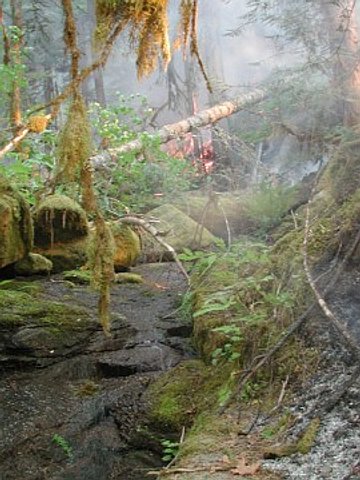 Umpqua Forest Blaze