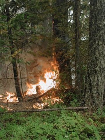 Umpqua Forest Blaze