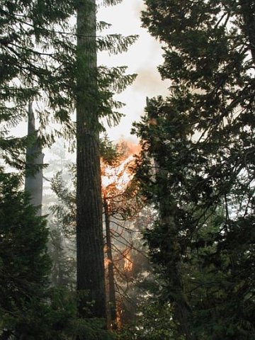 Umpqua Forest Blaze