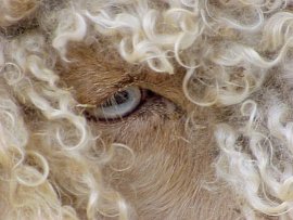 angora goat trait of blue eyes