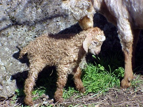 singing falls newborn