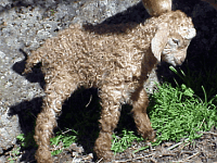 newborn colored angora goat kid