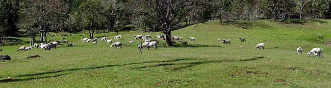 Panorama of the pasture with the herd