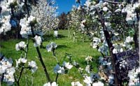 orchard in bloom