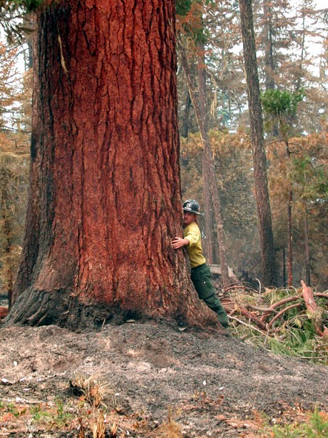 A tree of Tiller Oregon