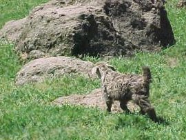 angora goat herd