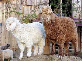 angora goat herd