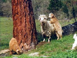 angora goat herd