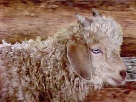 angora goat herd