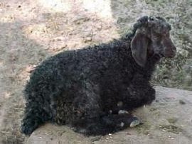 angora goat herd